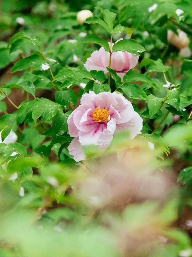 【網絡中國節·谷雨】今日谷雨,愿你也如這春日萬物,朝氣蓬勃,充滿希望