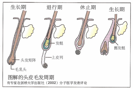 為何頭發能一直長 但鼻毛長到一定程度就不長了？