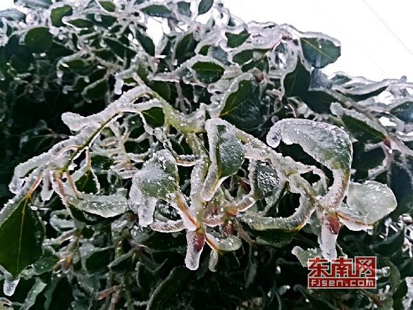 冬日添美景 三明多地降雪現(xiàn)霧凇冰掛