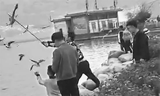 男游客在洱海邊“棒打”海鷗。春城晚報 圖