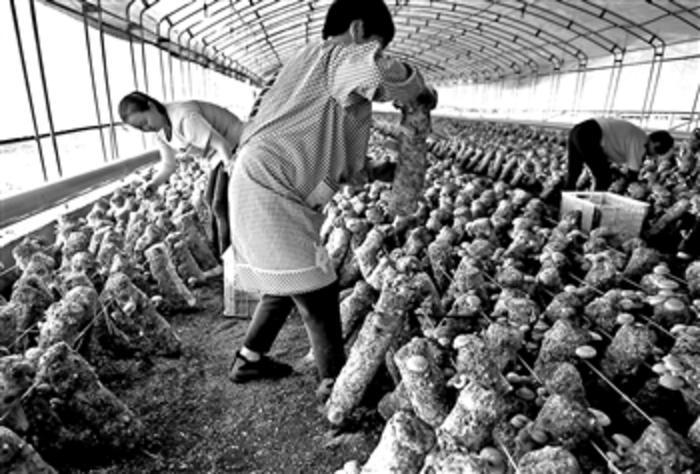 有機蔬菜如何真正走上百姓餐桌?