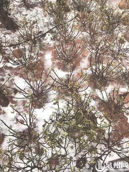 昨日泉州迎初雪 氣溫仍在降 今明或現(xiàn)霧凇美景