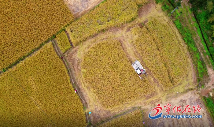 【滿意在三明】寧化：谷子收割機械化 農民豐收樂開花