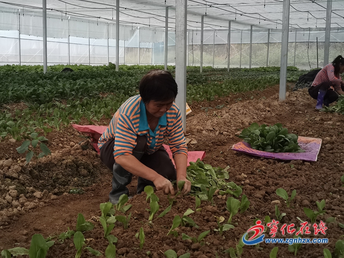 【鄉(xiāng)村振興】寧化安樂鎮(zhèn)：多肉種植基地生產(chǎn)忙