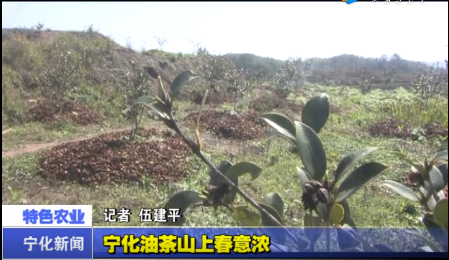 寧化油茶山上春意濃