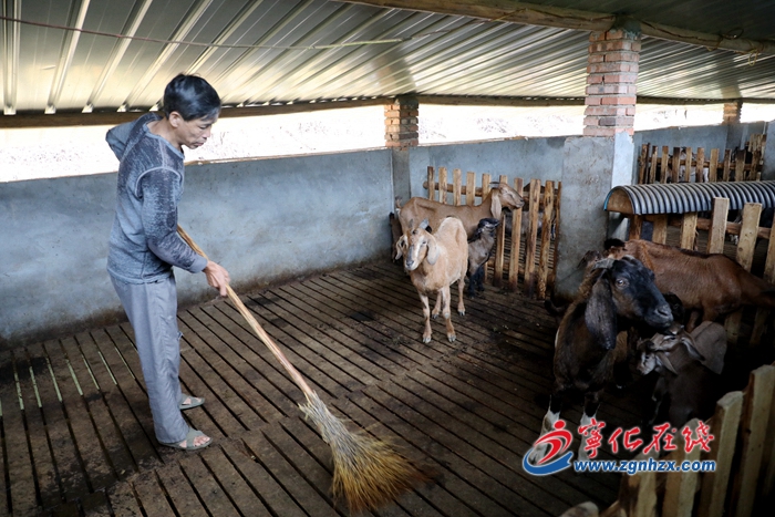 【小康來(lái)敲門(mén)】生態(tài)養(yǎng)羊開(kāi)啟致富路