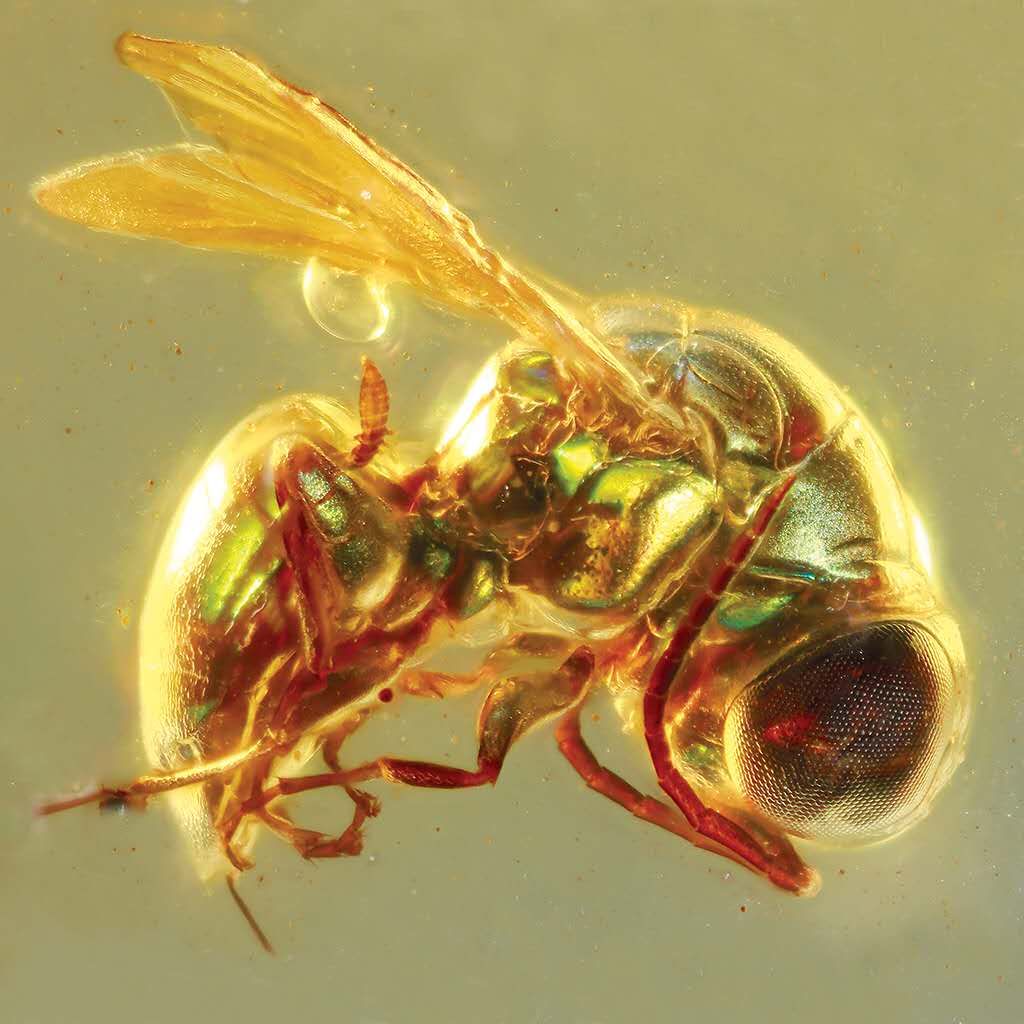 一億年前昆蟲是什么顏色？專家用琥珀化石揭秘