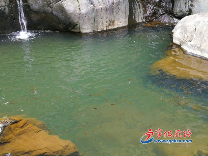 【中國綠都?最氧三明】寧化治平畬族鄉(xiāng)增殖放流3萬余尾魚苗