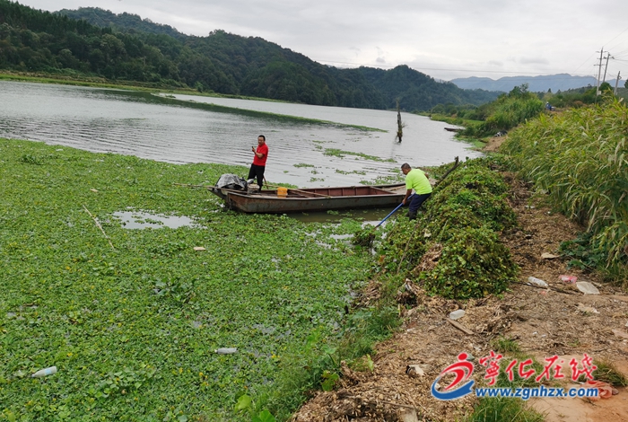 寧化城南：集中開展水葫蘆專項打撈行動