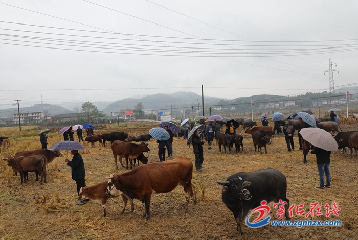 寧化中沙:鄉村牛市火爆