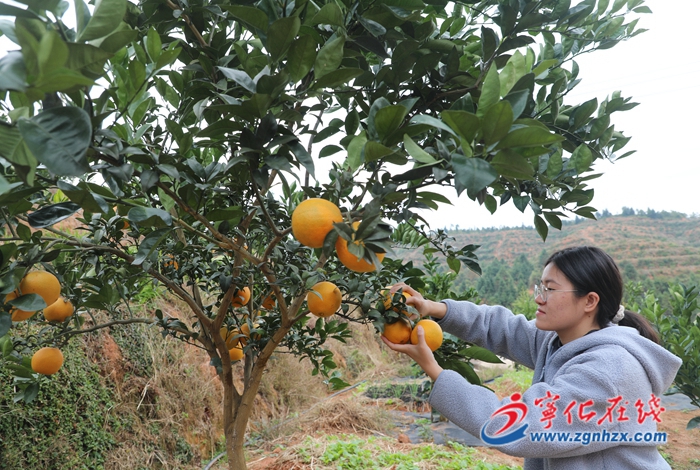 寧化中沙：千畝臍橙喜獲豐收