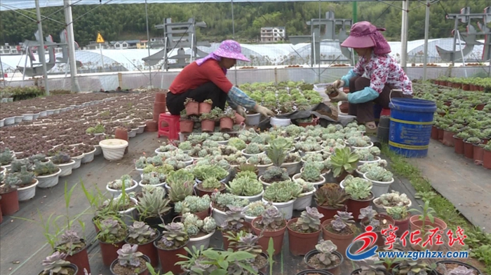 寧化安樂(lè)：“直播帶貨”讓多肉熱銷全國(guó)