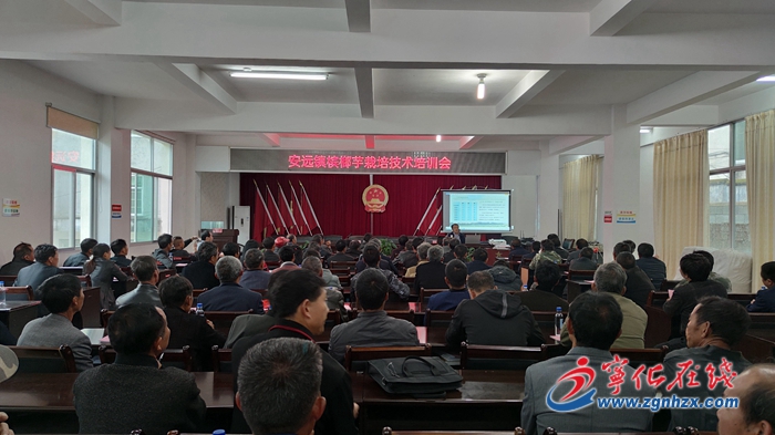 寧化安遠(yuǎn)鎮(zhèn)：發(fā)展檳榔芋特色產(chǎn)業(yè)