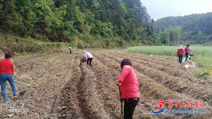 寧化客家小吃方田生態(tài)食材基地建設有序推進
