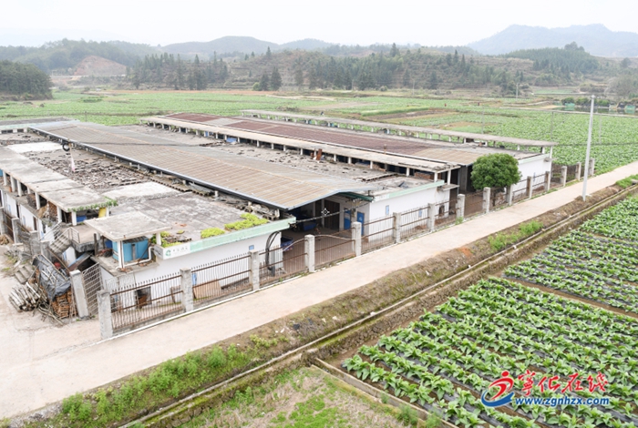 綠色電烤出“黃金葉”