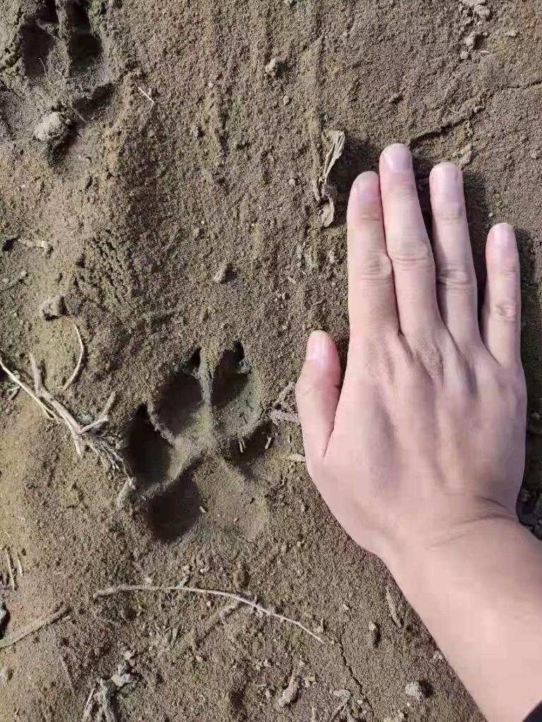 黑龍江省齊齊哈爾市通報“狼出沒”：符合狼的體征和捕食習性