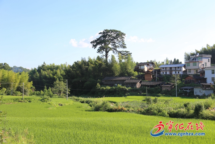 寧化：從雷火中搶救500年古松