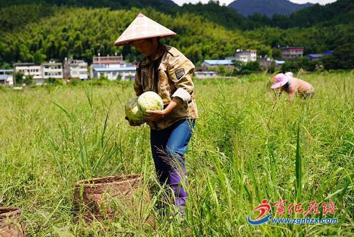 濟村鄉(xiāng)：果蔬喜迎豐收 臺商助力鄉(xiāng)村振興