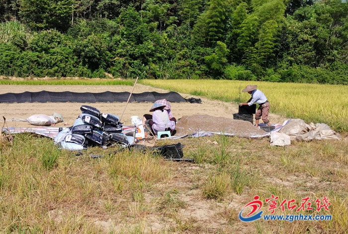 泉上鎮泉上村:早稻收割,助農增收