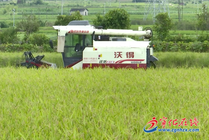 湖村鎮：雜交水稻制種進入收割期