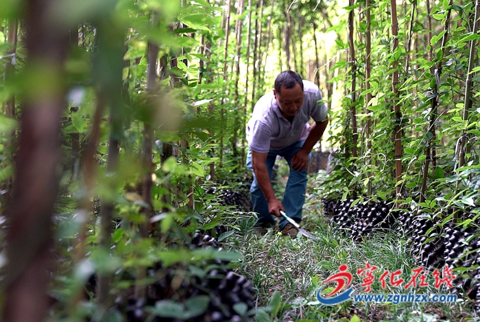 治平畬族鄉(xiāng)：百畝畬藥田鋪開鄉(xiāng)親致富路