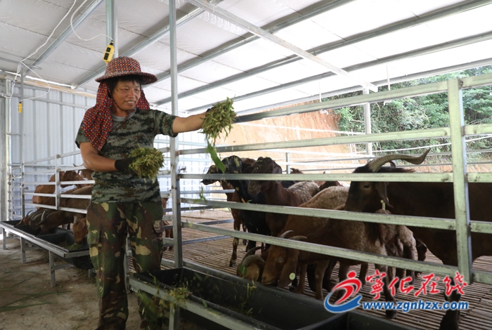寧化：優質種羊繁育基地初具規模