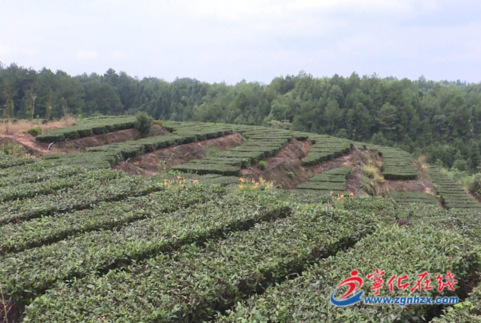 中沙鄉：“肥”助秋茶增產