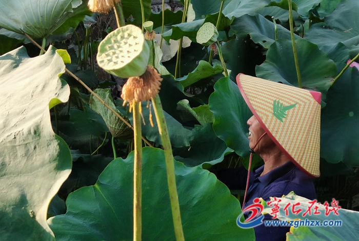 淮土鎮：4000余畝白蓮豐收，助力鄉村振興