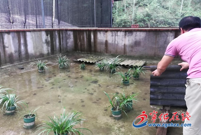 寧化縣泉上鎮:棘胸蛙仿生態養殖助農增收