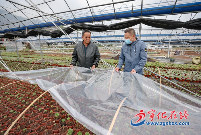 寧化安樂：以“動”制“凍”，全力做好防寒抗凍工作