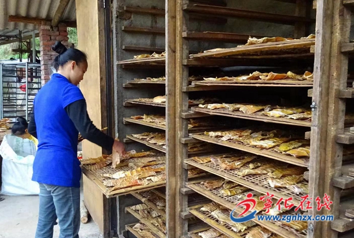 寧化安樂：“黨建+”鼓起竹農錢袋子