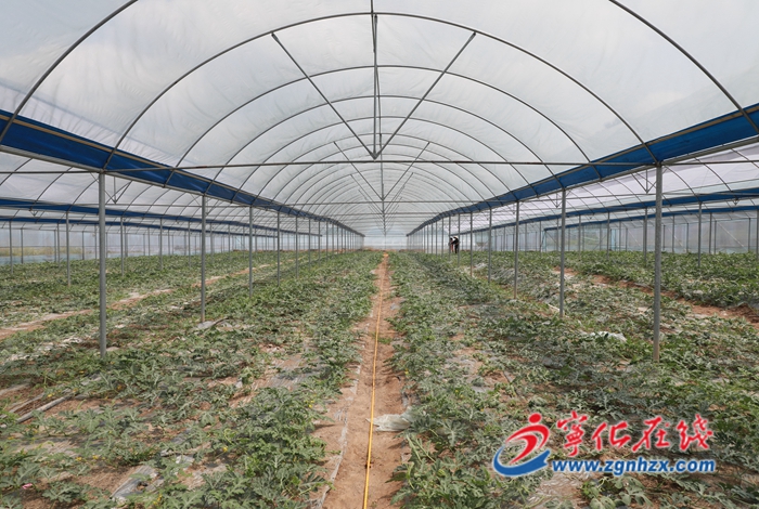 【“三提三效”見行動】小西瓜“甜”了村民致富心