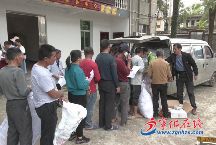 寧化：免費發放700畝稻種，積極開展生產自救