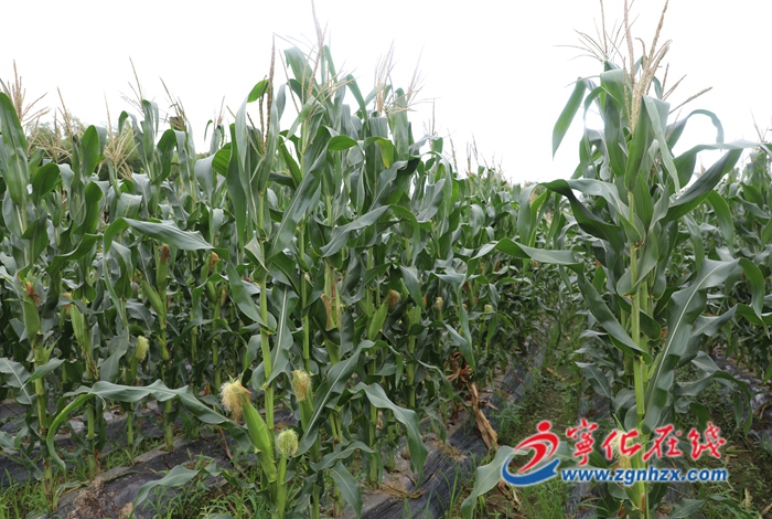 寧化城郊:千畝玉米喜獲豐收