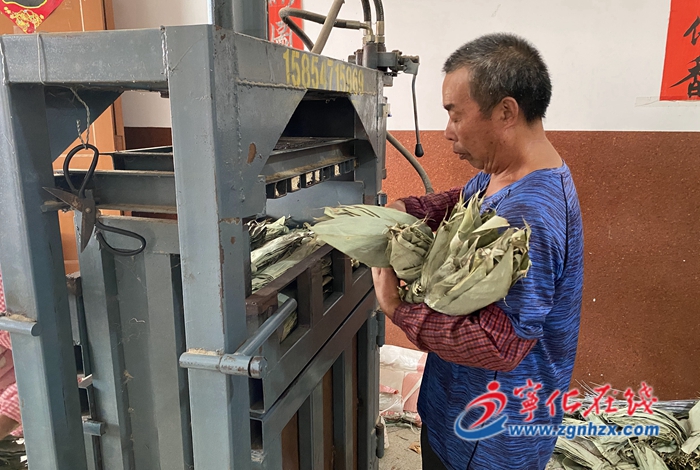 寧化安遠(yuǎn)：粽葉變成“黃金葉”