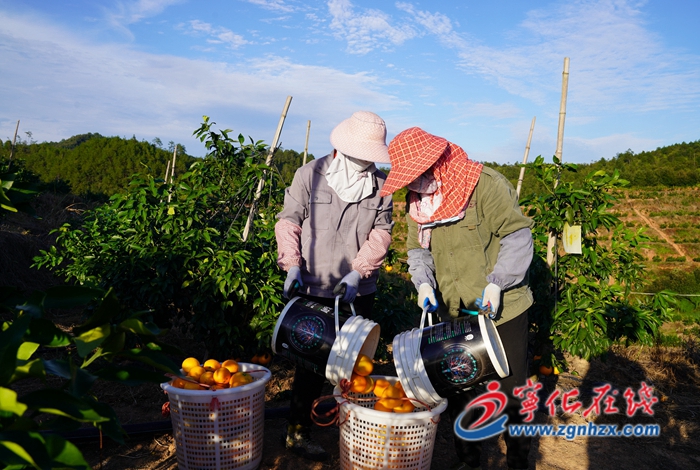 學(xué)思想 強(qiáng)黨性 重實(shí)踐 建新功|寧化中沙鄉(xiāng)：千畝富硒臍橙陸續(xù)采摘上市