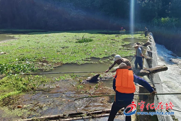湖村鎮(zhèn)加大清理河道水葫蘆、水浮蓮