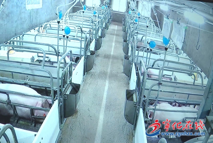 寧化:堅持邊督邊改立行立改 開展生豬養殖污染整治