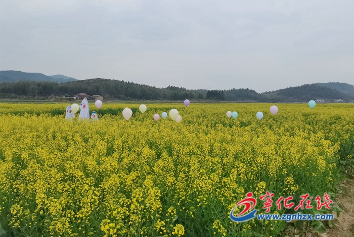 深學(xué)爭優(yōu)、敢為爭先、實(shí)干爭效|寧化泉上鎮(zhèn):“金花盛開”美如畫 “美麗經(jīng)濟(jì)”促增收