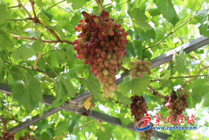 寧化石壁鎮：特色農業奏響鄉村振興“豐收曲”