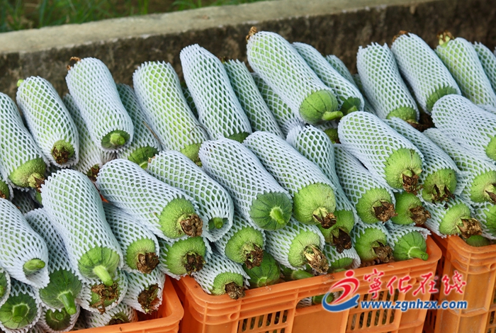 寧化泉上:翡翠絲瓜喜獲豐收