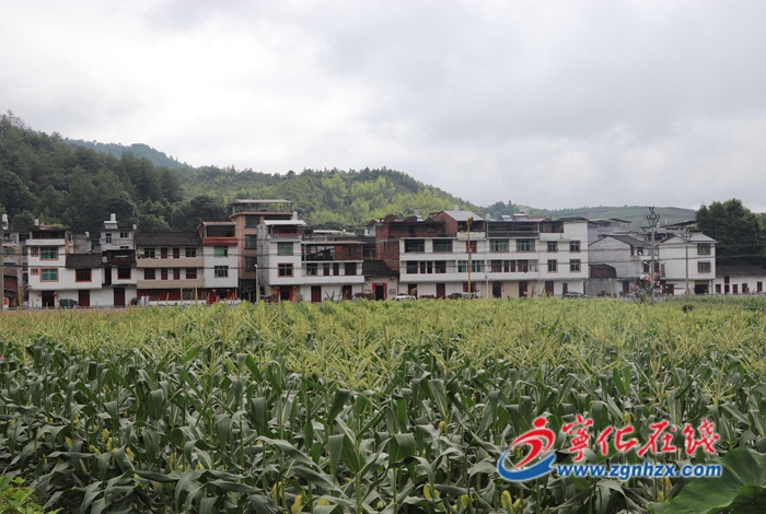 寧化治平畬族鄉:發展富民產業 玉米豐收好時節