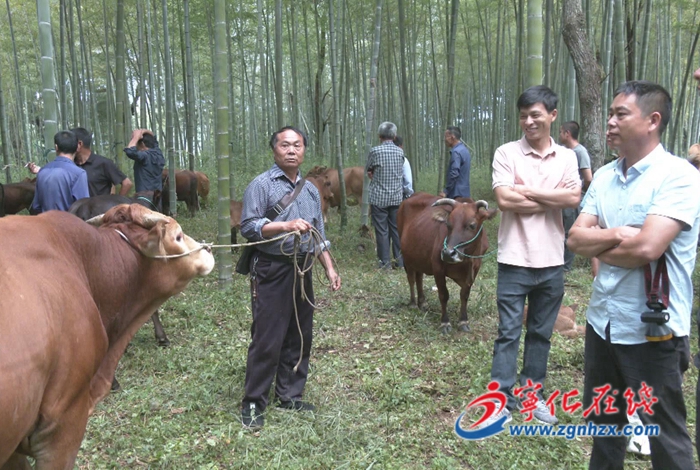 寧化湖村：鄉村傳統牛市火爆