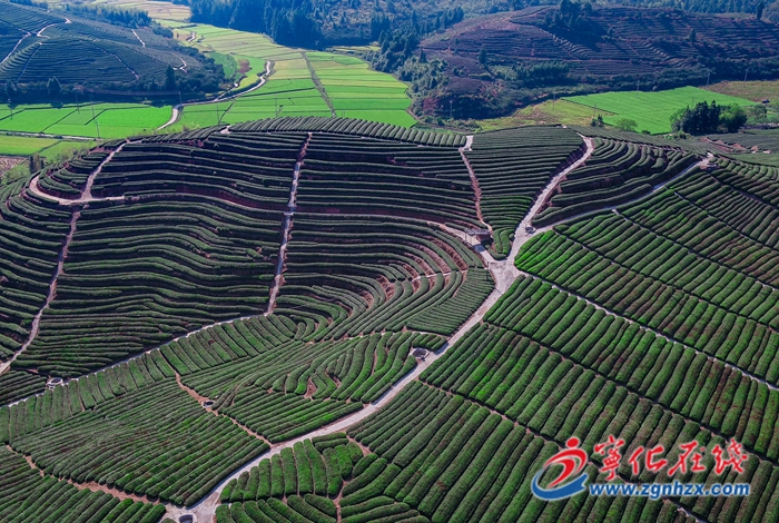 寧化：“果香茶韻小鎮(zhèn)” 現(xiàn)豐收景