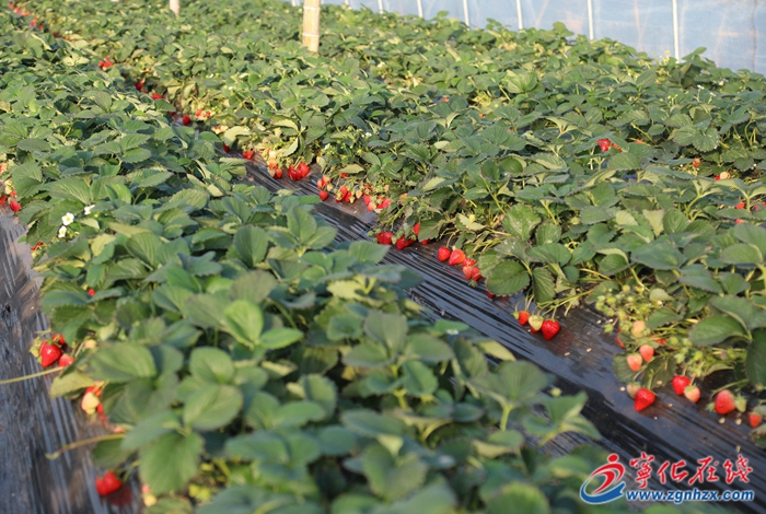 寧化石壁鎮：草莓園里采摘歡 農民增收日子甜