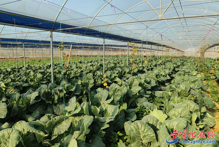 學(xué)思想 強(qiáng)黨性 重實(shí)踐 建新功│寧化淮土：致富花繪就好“豐”景