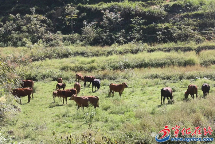 寧化：堅持26年發(fā)展養(yǎng)牛業(yè) 林業(yè)工人成“養(yǎng)牛倌”