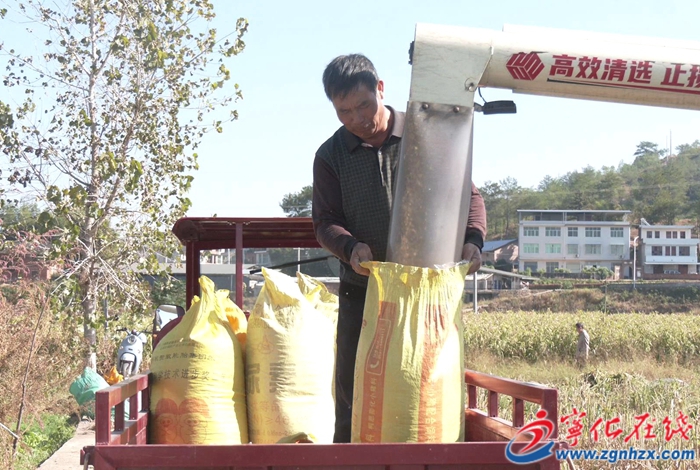 鄉村振興再出發 | 寧化：薏米喜迎豐收 帶動農戶增產增收