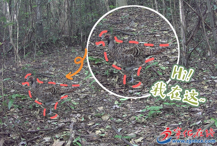 青山綠水是無價之寶 | 這種國寶首次在寧化被發現!