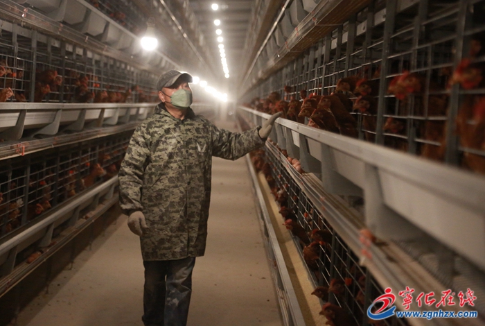 寧化湖村鎮(zhèn):擴容升級 “小蛋雞”孵出大產(chǎn)業(yè)